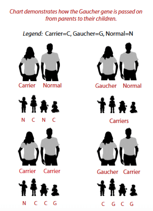 genetically inherited diseases gaucher s disease Gaucher disease is an inherited condition in which the body fails to properly produce a particular enzyme needed to break down a fatty substance called glucocerebroside without this enzyme, glucocerebroside and several other associated substances will build up in the body causing a wide range of symptoms. genetically inherited diseases gaucher s disease Gaucher disease is an inherited condition in which the body fails to properly produce a particular enzyme needed to break down a fatty substance called glucocerebroside without this enzyme, glucocerebroside and several other associated substances will build up in the body causing a wide range of symptoms.